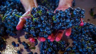 Touriga Nacional uva portuguesa